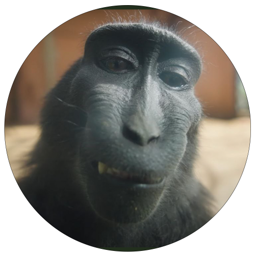 RIZZ Coin: MEME Coin inspired by RIZZ MONKEY, TikTok's viral sensation!