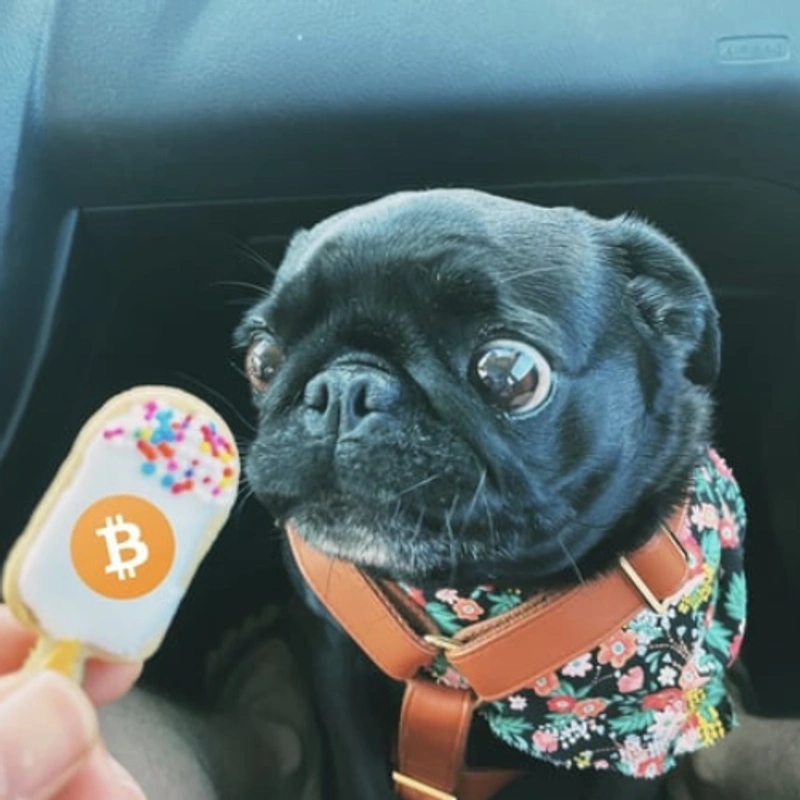 SATOSHI Coin: Introducing the first dog on the blockchain, the MEME Coin taking the crypto world by storm!'