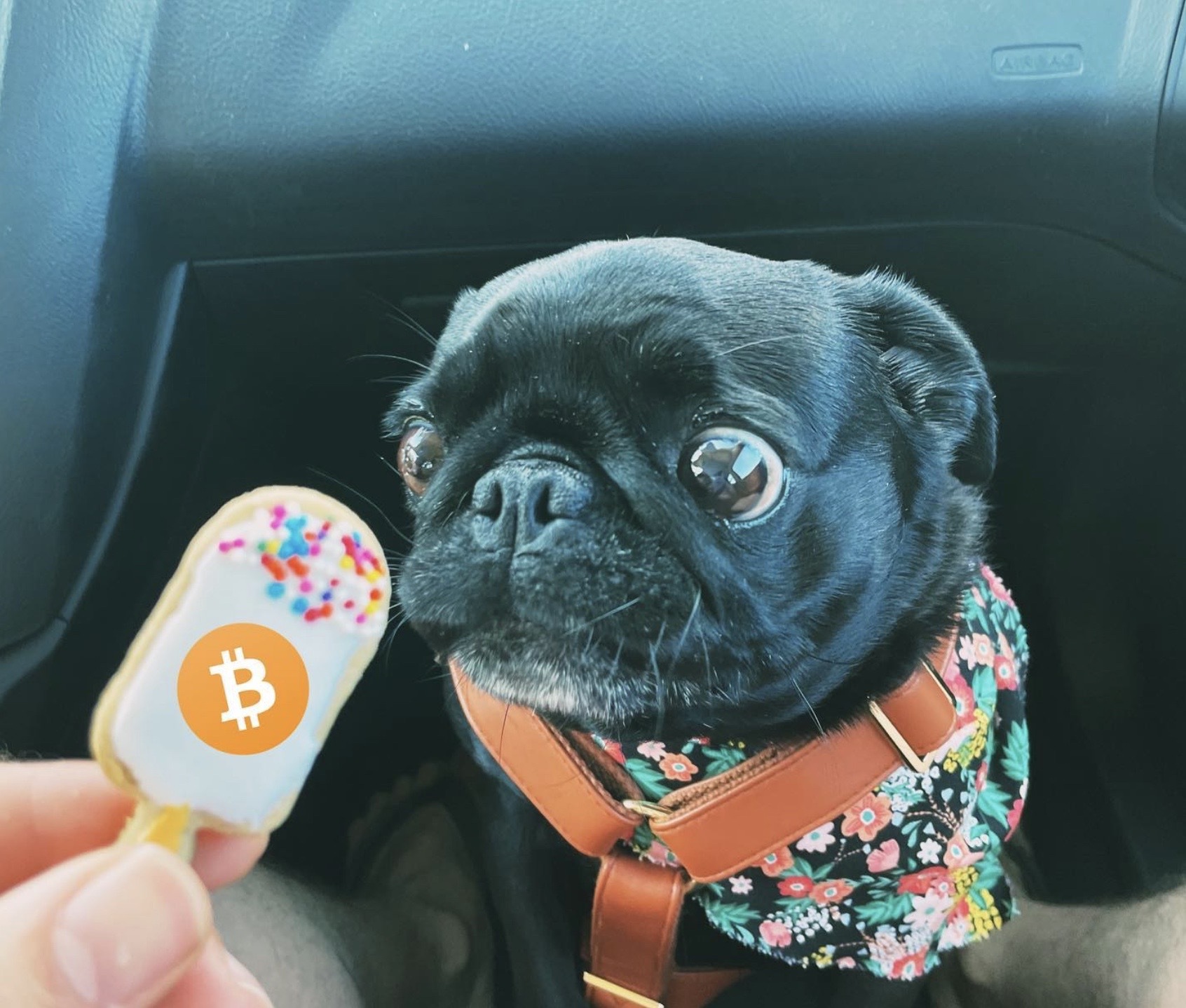 Satoshi MEME Coin: First Dog on the Blockchain