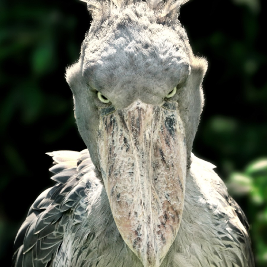 SB Coin: MEME Coin Shoebill - Unleash Chad Vibes with the King of Coins