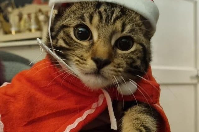 SCAT Coin: Introducing Santa Cat, the purrfect MEME Coin for feline enthusiasts!