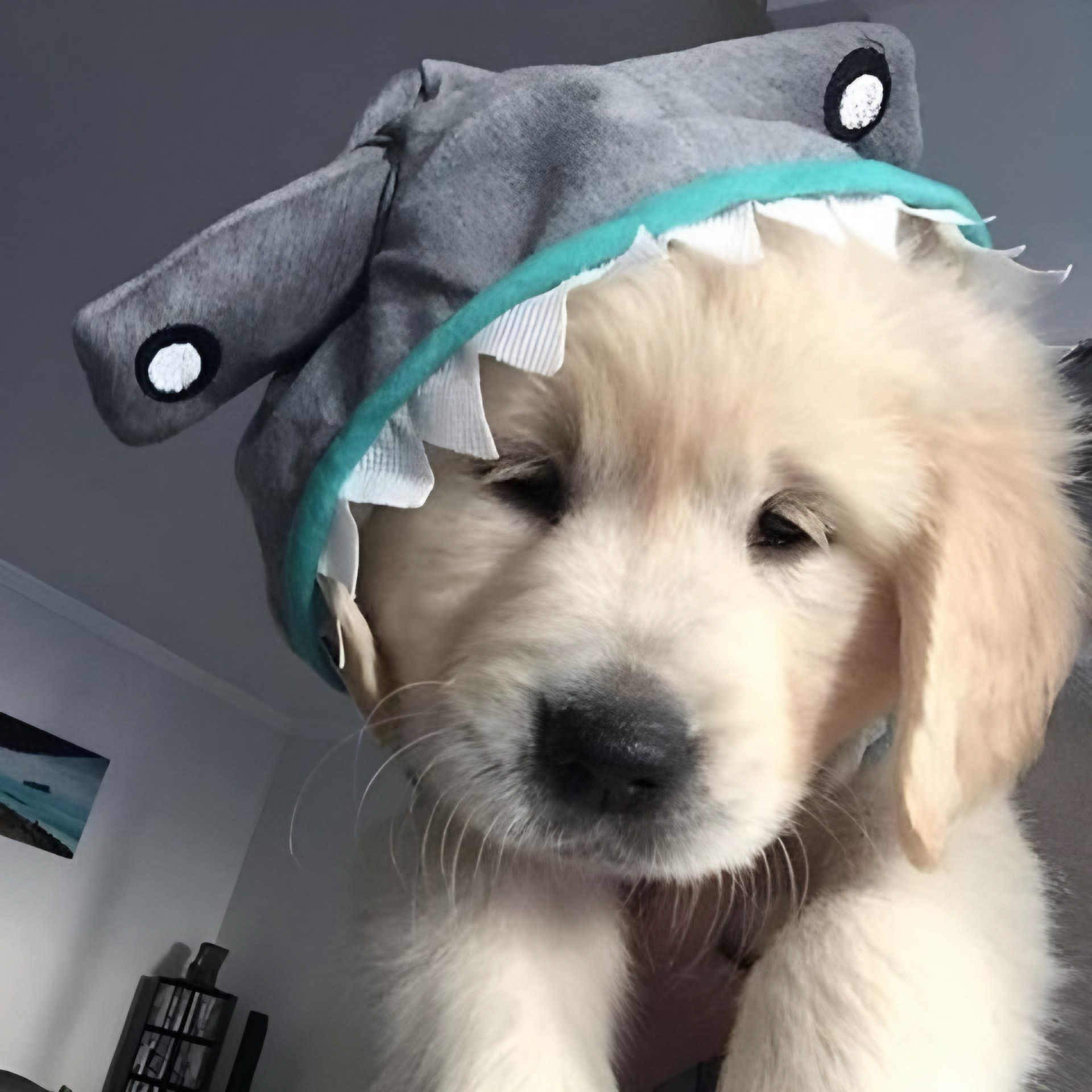 SD Coin: Introducing the hilarious shark dog MEME Coin!'