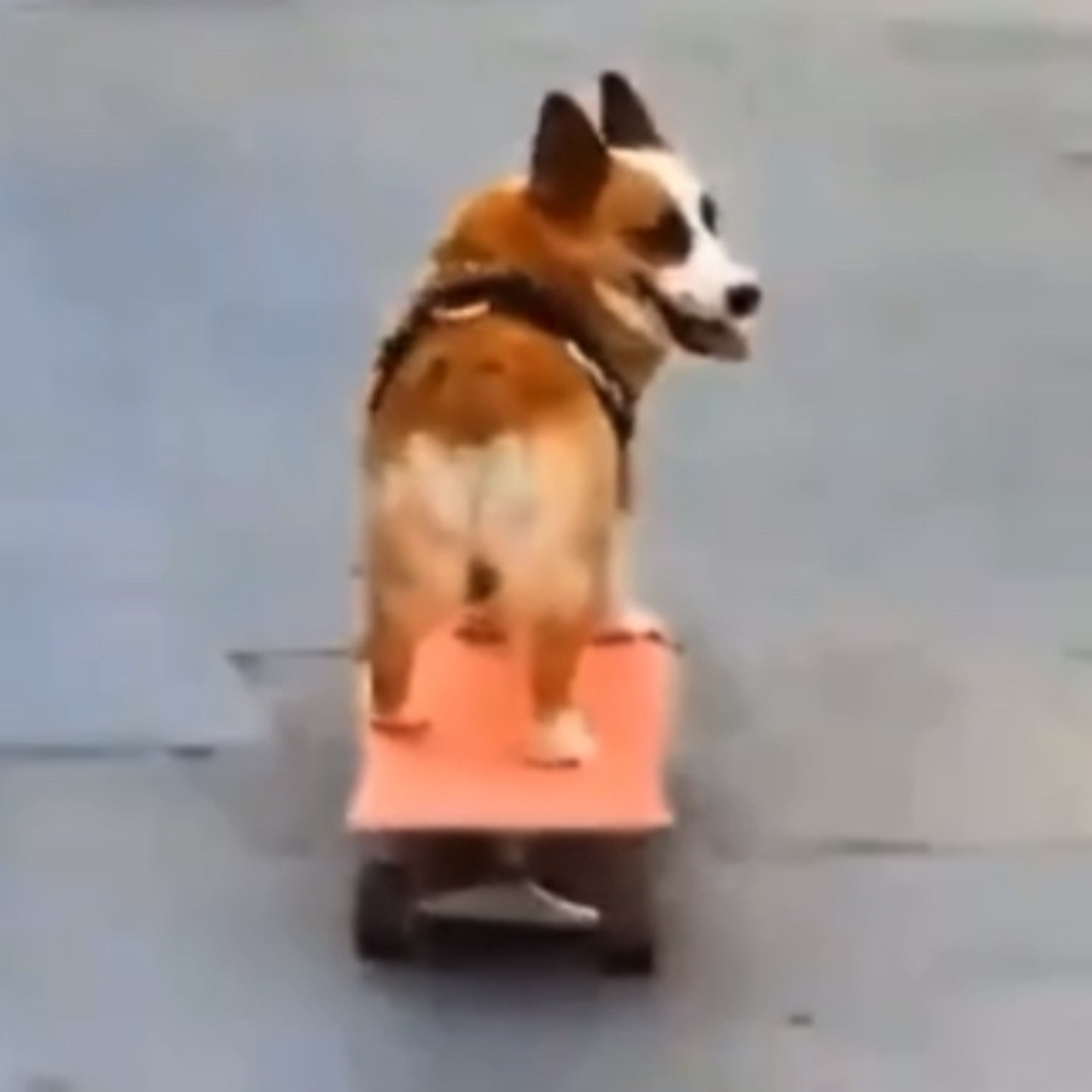 SDOG Coin: MEME Coin - DOG Riding a Skateboard, Join SDOGSride!