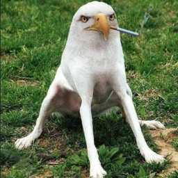 SED Coin: MEME Coin Unleashing 'Smoking Eagle Dog' Energy