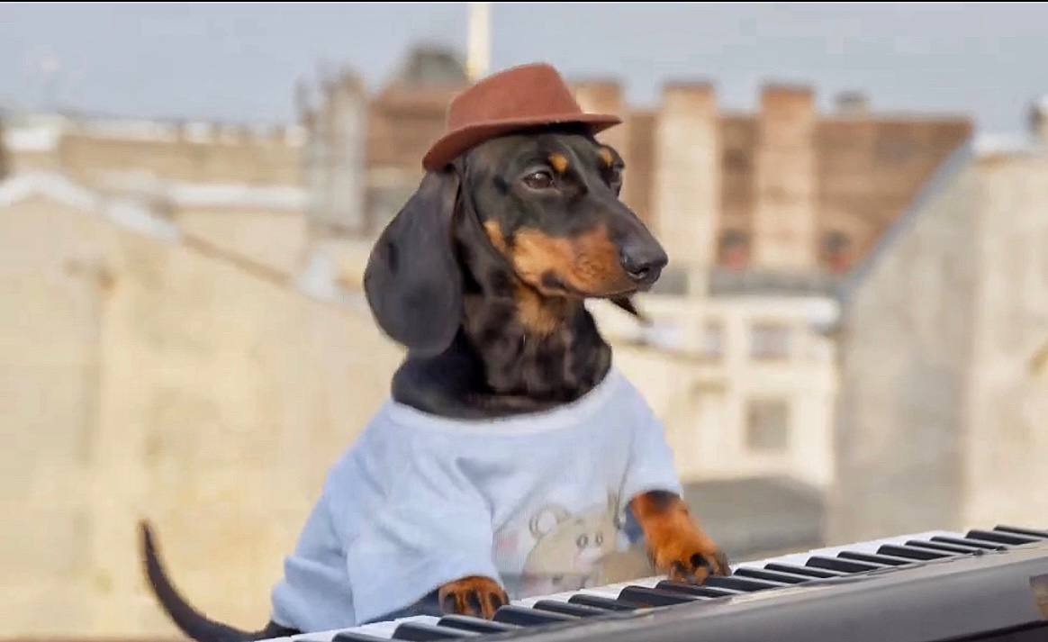 Swag Coin: The Ultimate MEME Coin, Swag, Featuring Viral Keyboard Dog from TikTok