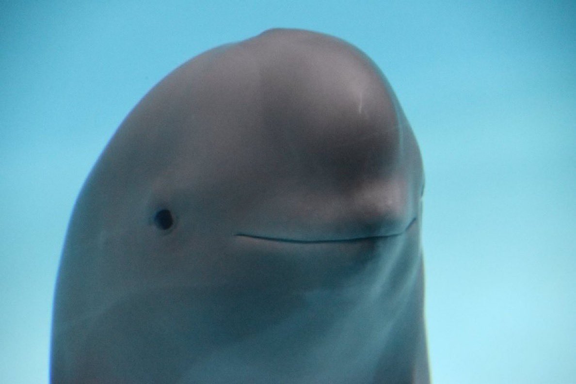 TaoTao MEME Coin: Celebrate 19th Birthday of Captive-born Porpoise 🎉