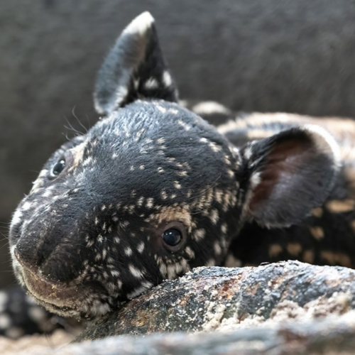 Tapir Coin: Introducing Memorable Malayan Tapir, Celebrate with This Exclusive MEME Coin!