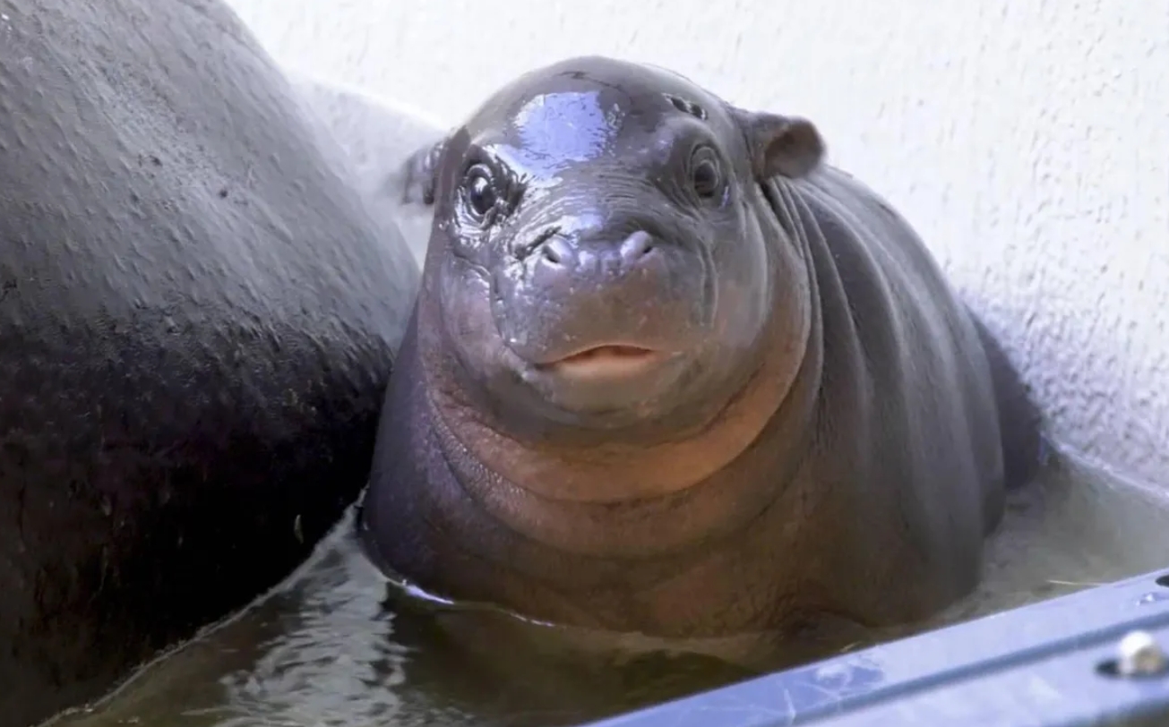 Toni MEME Coin: Join the hype with Berlin Zoo's dwarf hippopotamus!