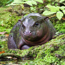 TONI Coin: The Cutest Addition to MEME Coins, Inspired by Toni, the Baby Pygmy Hippo