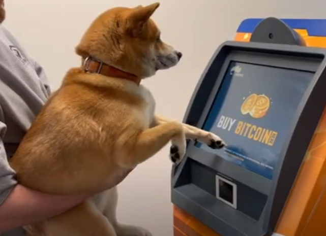 TOSHI Coin: Join the MEME Coin revolution with the First Dog to Buy Crypto