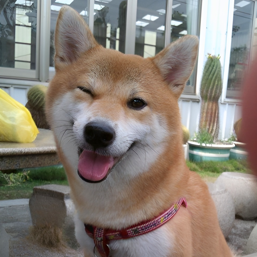 WINK Coin: the charm of WINKDOG Coin with its adorable mascot WINKDOG, the winking Shiba dog. Join the MEME Coin revolution today!