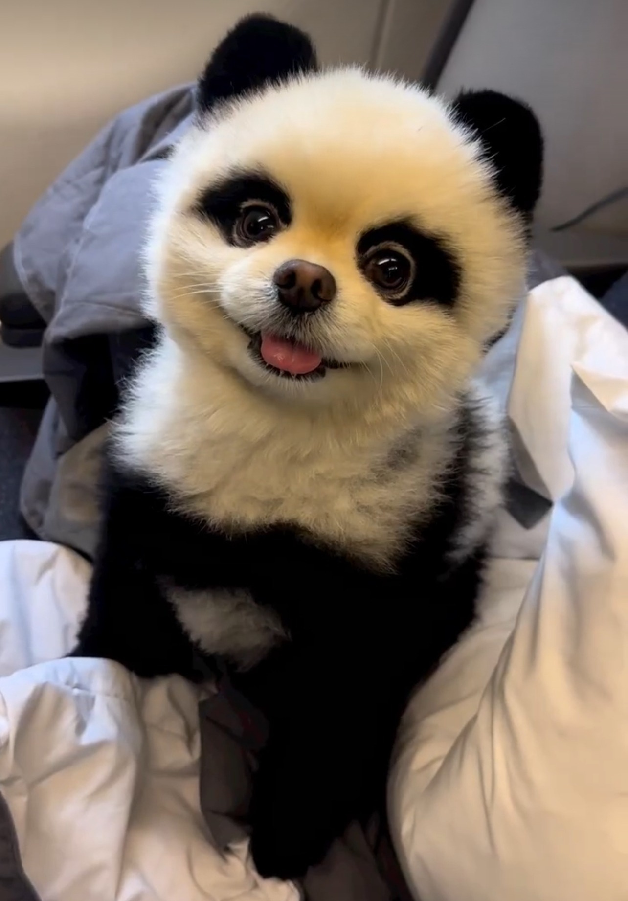 Yuki Coin: The Ultimate MEME Coin Pick! Join the Trend with Yuki, the Famous Panda Dog and Her 230k+ Instagram Followers. Check Out Her Owner's 4 Million+ Following. Get in on the Action Now!