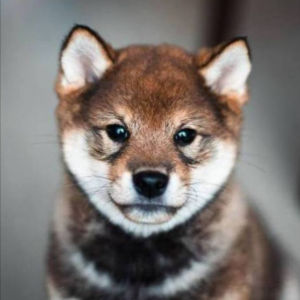 yuko Coin: Join the MEME Coin Revolution with Shiba Inu-Inspired yuko Coin