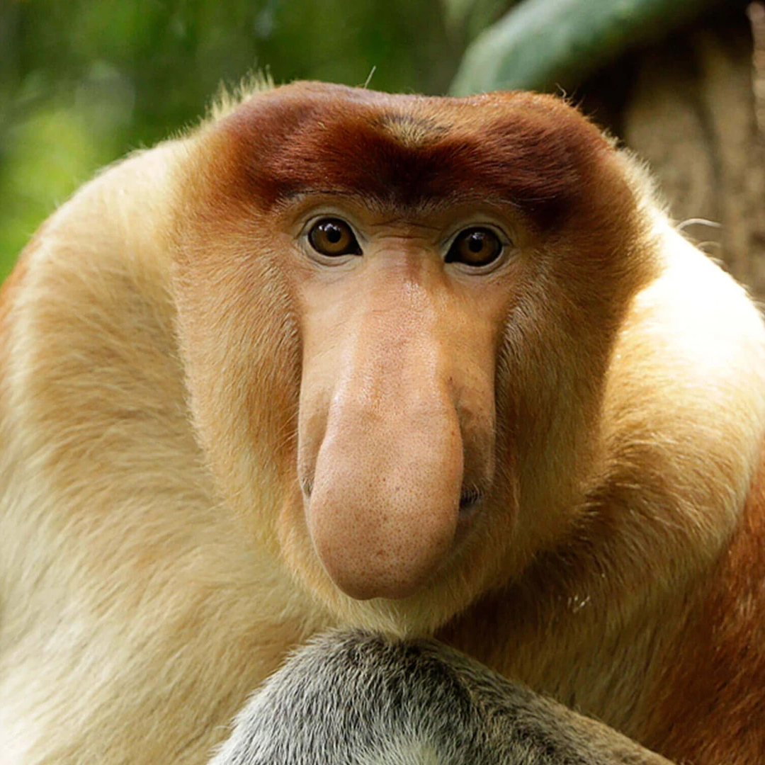 Zong Coin: Introducing MEME Coin inspired by proboscis monkey