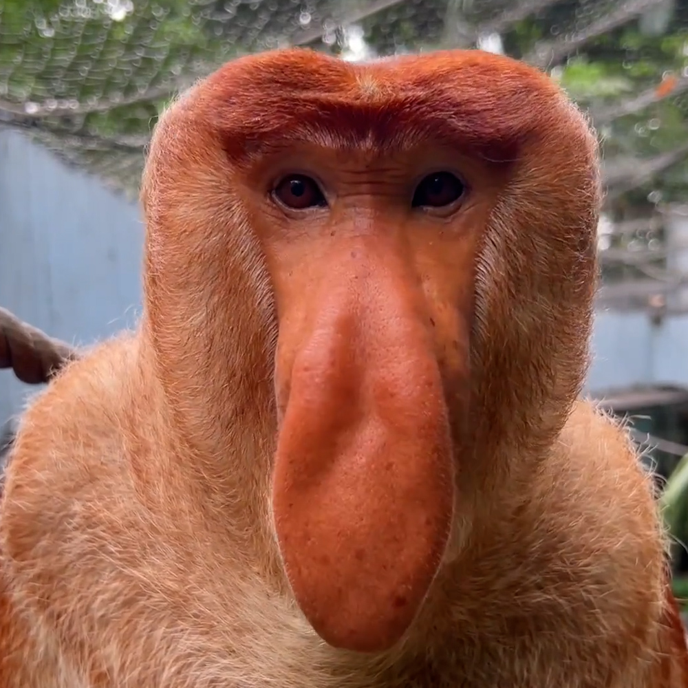 Zong MEME Coin: Own a piece of Nakula, the famous proboscis monkey.