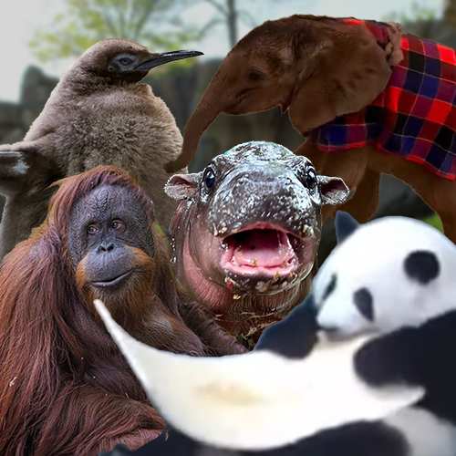 ZOO Coin: Explore the Wild MEME Coin World on Solana