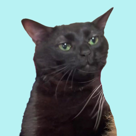 ZOZO Coin: Zoning Out Cat - The Ultimate MEME Coin Pick Inspired by the Viral Black Cat Zoning Out Trend on TikTok. Join the Meme Revolution Today!